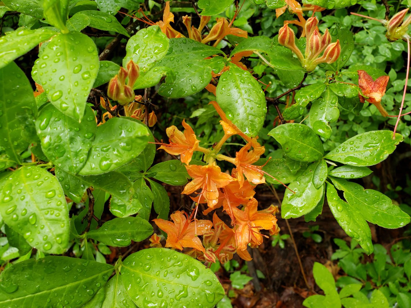 Weekday hiking in the GSMNP…